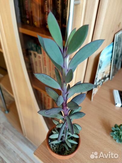 Крестовники