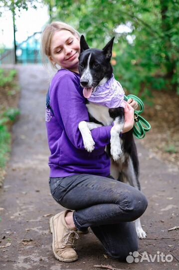 Бездомная собака