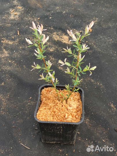 Чёрная смородина, ива, бересклет, лапчатка