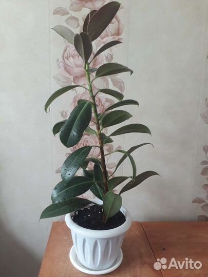 Фикус Мелани