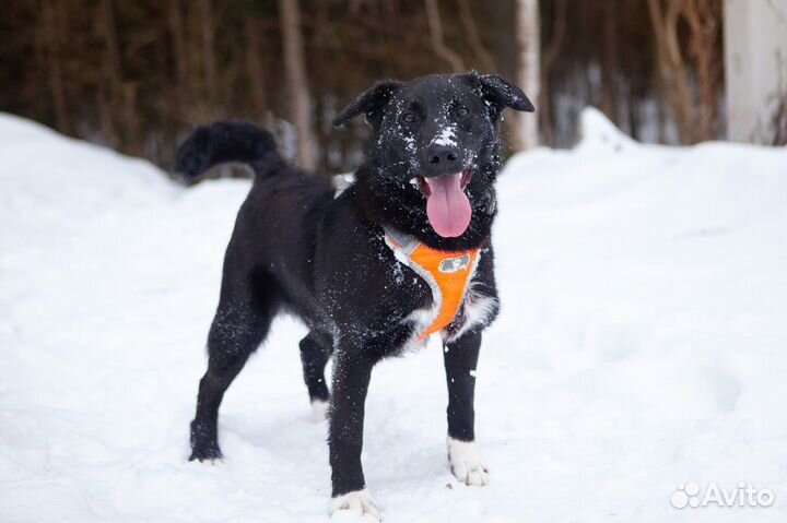 Игривый и счастливый пёс-подросток