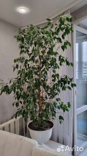 Фикус Бенджамина