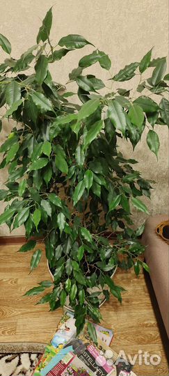 Фикус бенджамина