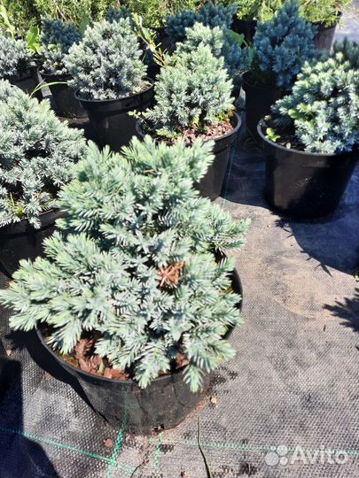 Кипарисовик Лавс Ивонне. КИП. Лейланда Пирамидалис