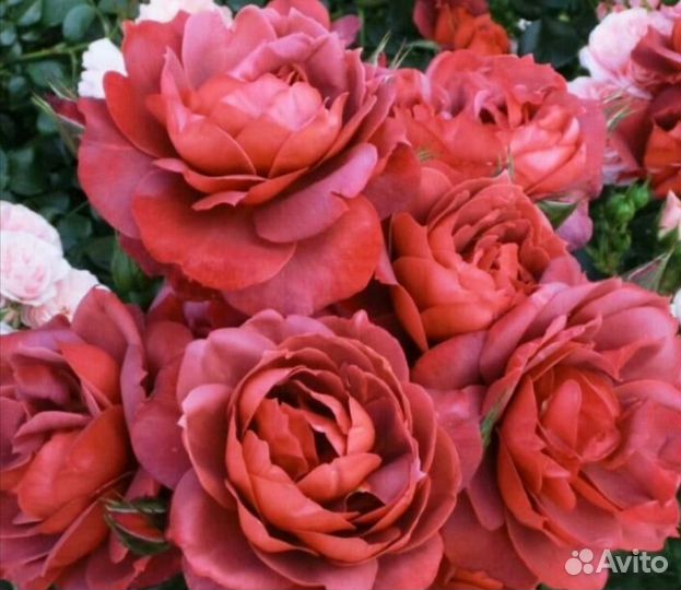 Роза Хот Шоколад саженцы новый красивый сорт