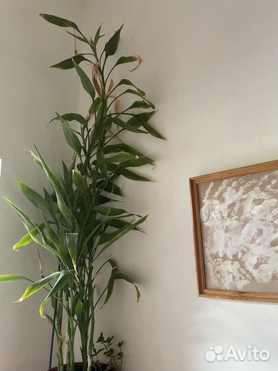 Бамбук драцена