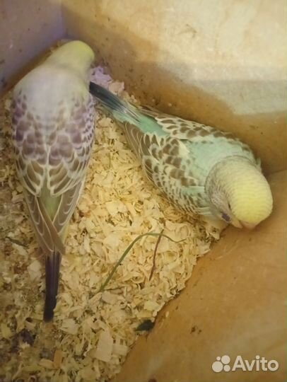 Птенцы волнистый попугай