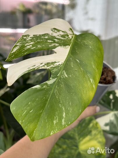 Монстера альба