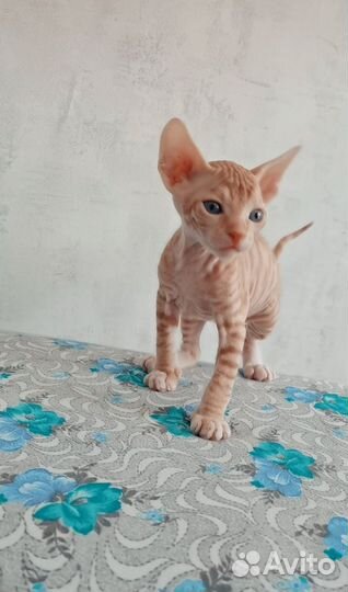 Донской сфинкс котята
