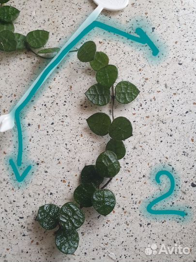 Дисхидия хирсута