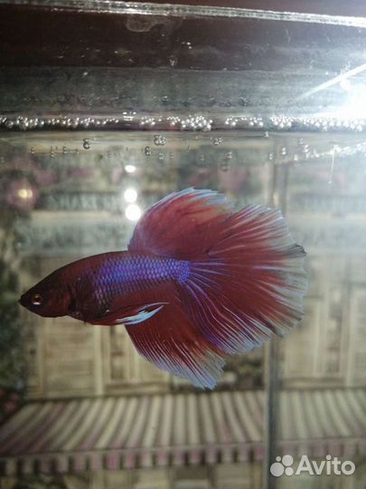 Петушки и тд