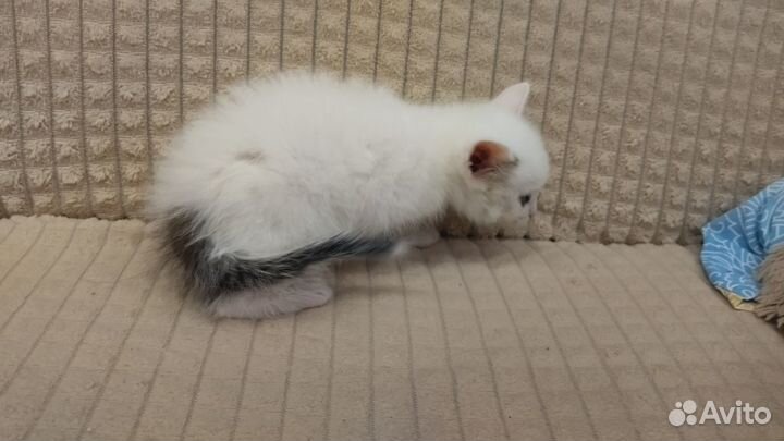 Найден котёнок