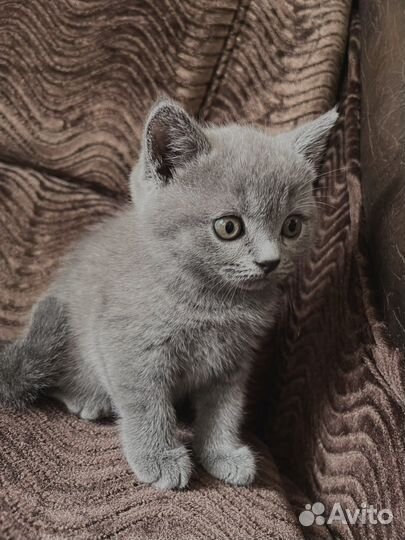 Британские котята