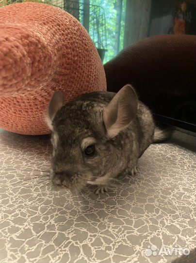 Шиншилла серый стандарт девочка 04.11.2022