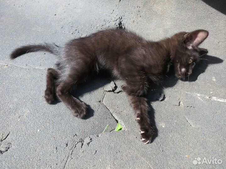 Котенок, кот, 2 месяца