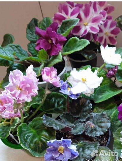 К праздникам подарки - цветущие фиалки