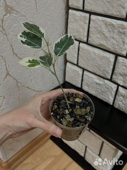 Фикус пестролистный