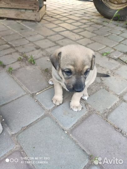 Хочу домой. Щеночек девочка ищет дом