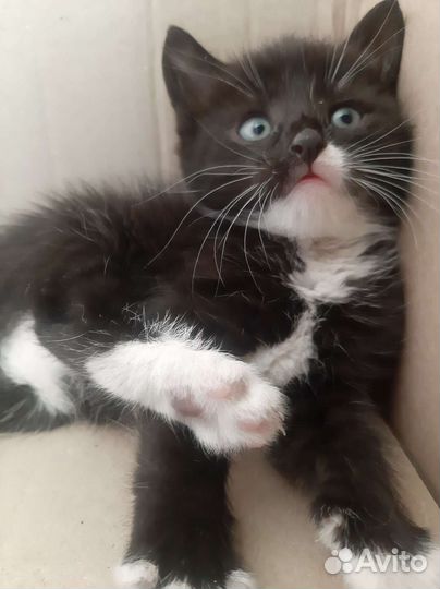 Кошка в дар