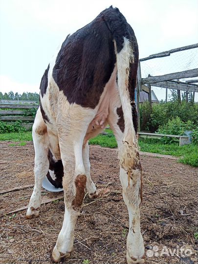 Корова телка