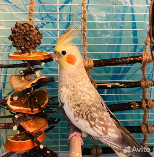 Попугай корелла