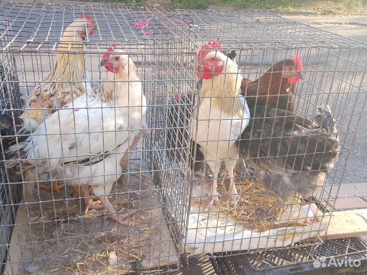 Молодые петушки