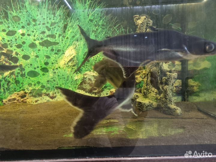 Аквариумные рыбки