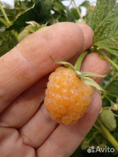 Малина саженцы