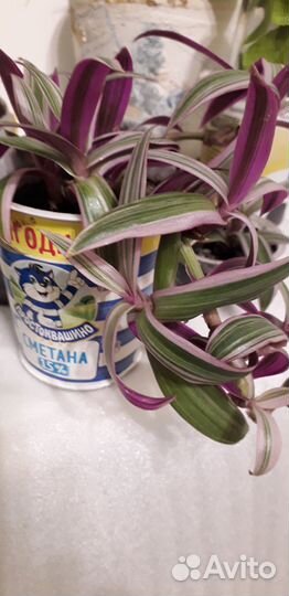 Традесканция разноцветная (ранее рео)