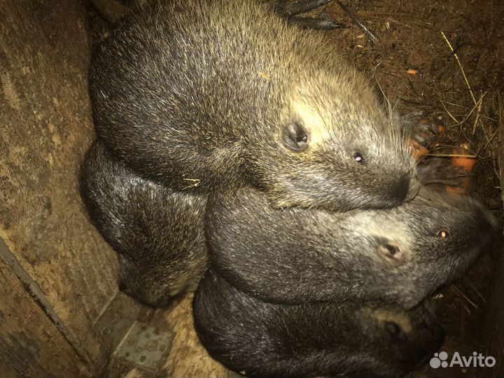 Продам нутрий