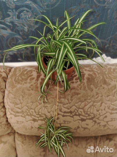 Хлорофитум хохлатый сорт Виттатум