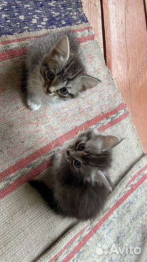 Котёнок девочка