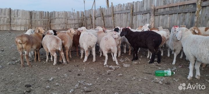 Овцы бараны ягнята