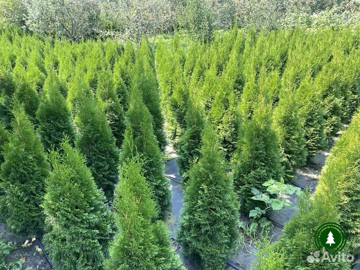 Туя. Доставка