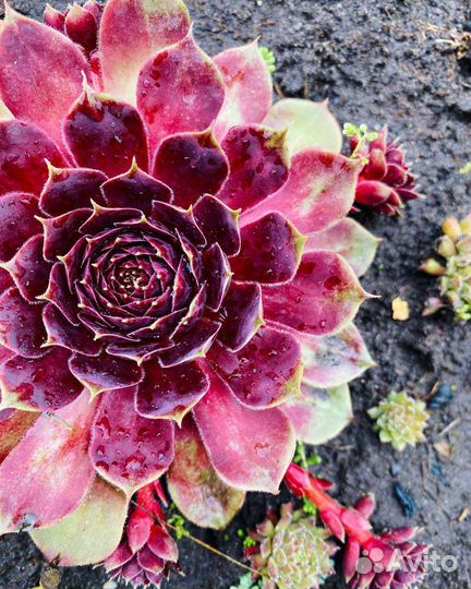 Молодило (уличные суккуленты)