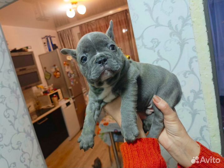 Французский бульдог