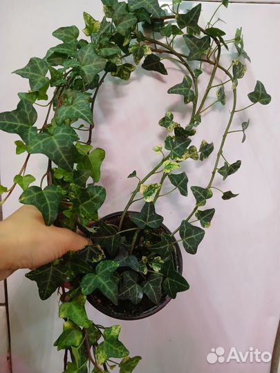 Плющ (хедера) 4