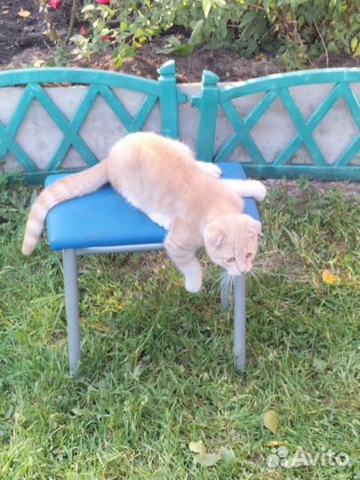 Котята на счастье