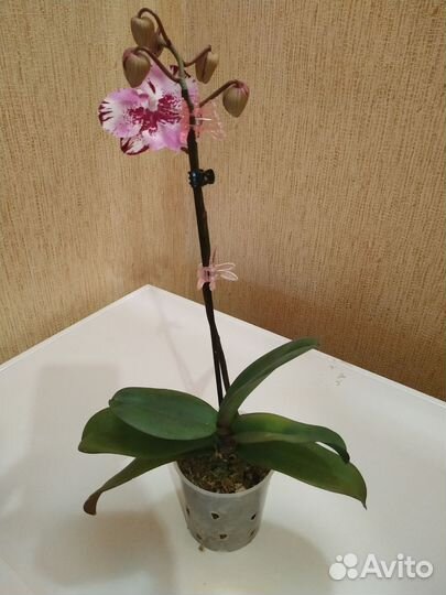 Орхидея фаленопсис биг лип
