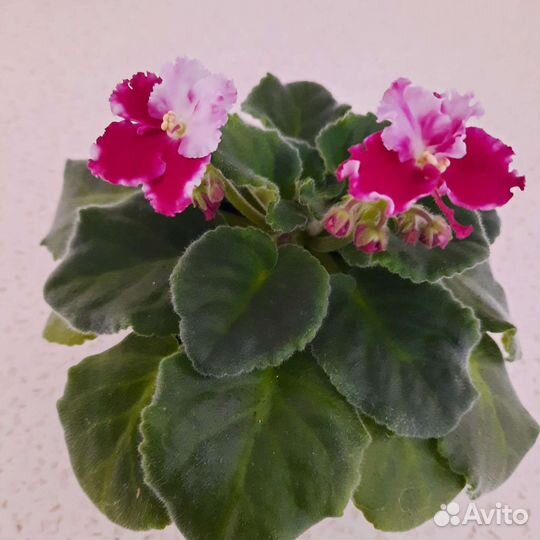 Домашние цветы