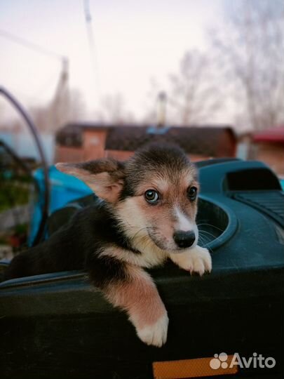 Мальчик коржик