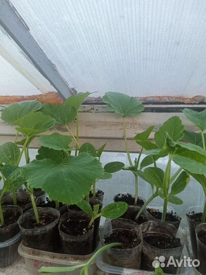 Рассада арбуза и дыни