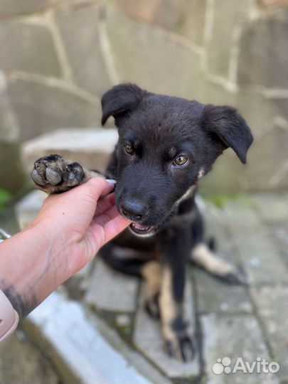 Восточноевропейская овчарка