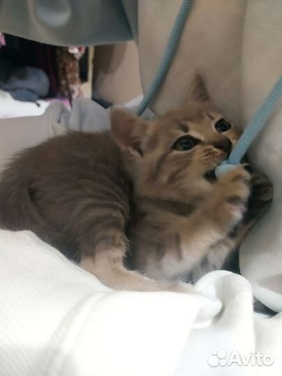 Котенок в добрые руки