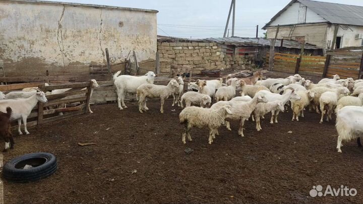 Продаю коз баранов