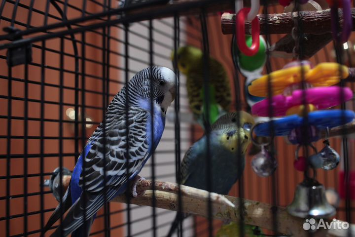 Волнистый попугай