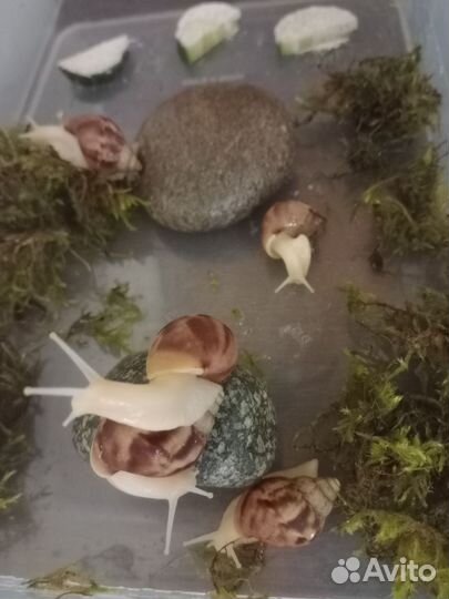 Улитки Ахатины альбиносы