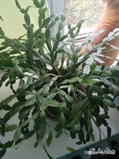 Комнатные цветы