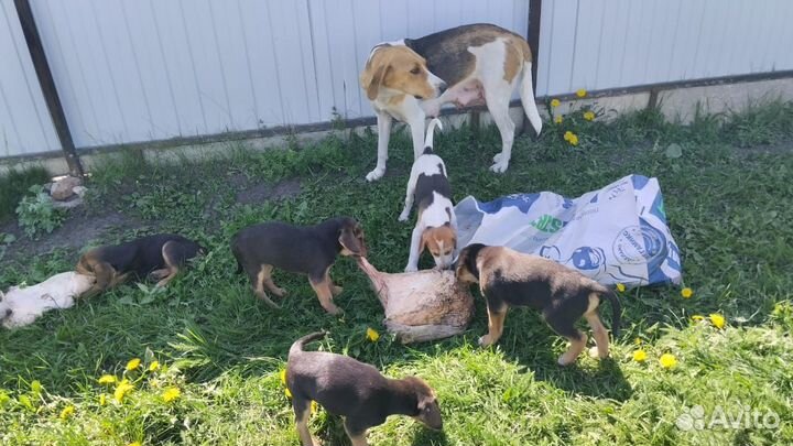 Щенки русской гончей в добрые руки