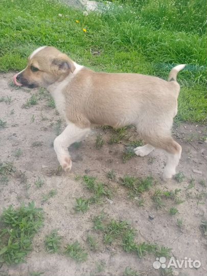 Собака в добрые руки щенок